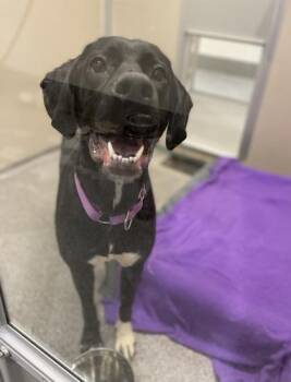 Freyja -  German Shorthaired Pointer and Golden Retriever Dog for Adoption in Bellevue, Washington - Freyja | PetCurious