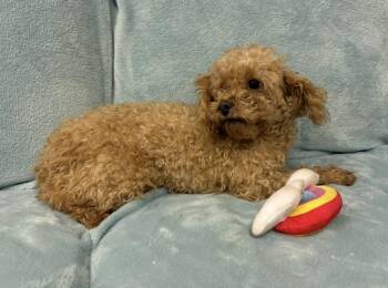 Ember -  Poodle Dog for Adoption in Cheektowaga, New York - Ember | PetCurious