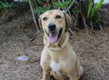 Hattie Mae -  Retriever and Mixed Breed Dog for Adoption in Brunswick, Georgia - Hattie Mae | PetCurious