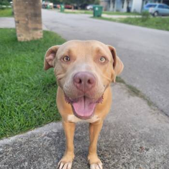 Rescue Mixed Breed Dogs for Adoption in Houston, Texas - Creamsicle | PetCurious