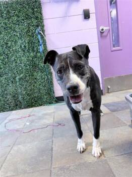 61149863 -  Pit Bull Terrier and Mixed Breed Dog for Adoption in El Paso, Texas - 61149863 | PetCurious