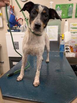 Coffee -  Rat Terrier Dog for Adoption in Mobile, Alabama - Coffee | PetCurious