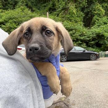 Lara -  Mixed Breed Dog for Adoption in Charleston, West Virginia - Lara | PetCurious
