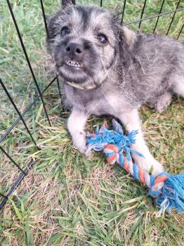Sopresa -  Terrier Dog for Adoption in Corona, California - Sopresa | PetCurious