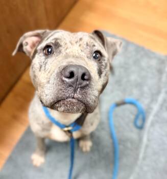 Galaxy -  Pit Bull Terrier Dog for Adoption in Petersburg, Virginia - Galaxy | PetCurious