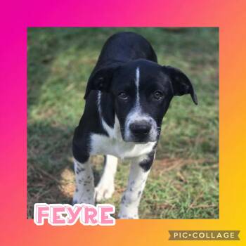 Feyre -  Catahoula Leopard Dog and Pit Bull Terrier Dog for Adoption in Ringwood, New Jersey - Feyre | PetCurious