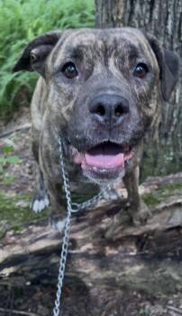 UBE -  American Staffordshire Terrier and Pit Bull Terrier Dog for Adoption in Millerstown, Pennsylvania - UBE | PetCurious