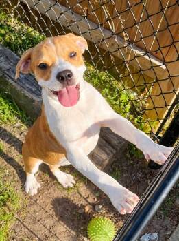 American Bully Dogs Available for Adoption - Angelica | PetCurious