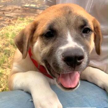 Hunter -  Mastiff and Mixed Breed Dog for Adoption in Wadena, Minnesota - Hunter | PetCurious