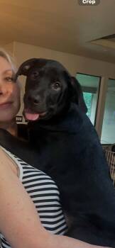 Black Labrador Retriever Dogs Available for Adoption in Conroe, Texas - Sampson | PetCurious