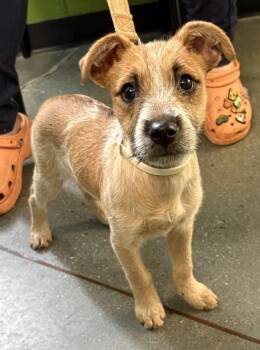 Terrier Dogs Available for Adoption in Lawrenceville, Georgia - 229 Scruffy | PetCurious