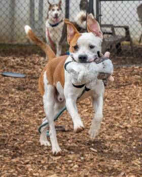 Conde -  Mixed Breed Dog for Adoption in Chamblee, Georgia - Conde | PetCurious