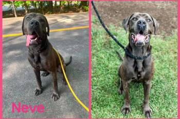 Neve (GA) -  Cane Corso and Mastiff Dog for Adoption in New York, New York - Neve (GA) | PetCurious