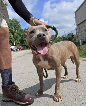 Roxie -  Mixed Breed Dog for Adoption in Youngstown, Ohio - Roxie | PetCurious