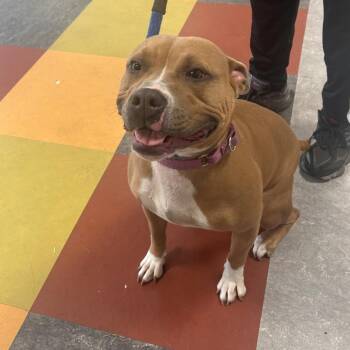 Mixed Breed Dogs Available for Adoption in Philadelphia, Pennsylvania - Mama Llama | PetCurious