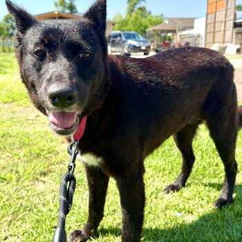Nala -  Shepherd and Black Labrador Retriever Dog for Adoption in Martinez, California - Nala | PetCurious