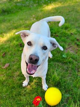 Labrador Retriever Dogs Available for Adoption - Nala | PetCurious