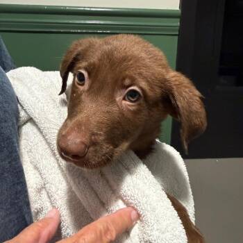 Pebble 22462 -  Labrador Retriever and Mixed Breed Dog for Adoption in Cumming, Georgia - Pebble 22462 | PetCurious