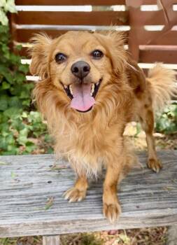 Wyatt -  Papillon Dog for Adoption in Los Angeles, California - Wyatt | PetCurious