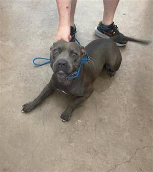 BUBBAS -  Mixed Breed Dog for Adoption in Dallas, Texas - BUBBAS | PetCurious