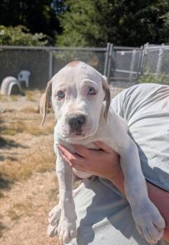 Butters -  Great Dane and Pit Bull Terrier Dog for Adoption in Sechelt, British Columbia - Butters | PetCurious