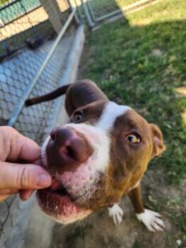 Rescue Pit Bull Terrier Dogs for Adoption in Eagle, Idaho - Charlie Chaplin **Courtesy Post. Out Of Town Pet. See Below For  | PetCurious