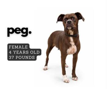 Peg -  Mixed Breed Dog for Adoption in Ashland, Kentucky - Peg | PetCurious
