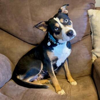 Roxie -  Pit Bull Terrier and Mixed Breed Dog for Adoption in Mead, Colorado - Roxie | PetCurious