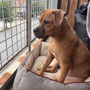 Toby - fostered in Chicago -  Boxer Dog for Adoption in Olive Branch, Mississippi - Toby - Fostered In Chicago | PetCurious