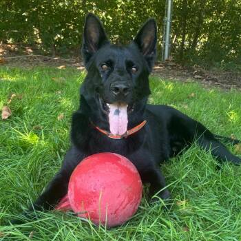 Gatsby (26-376) -  Shepherd Dog for Adoption in New Ringgold, Pennsylvania - Gatsby (26-376) | PetCurious