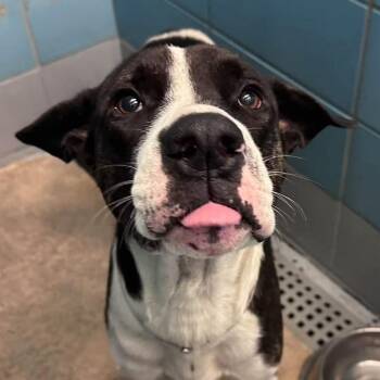 Sweet Perry -  English Pointer Dog for Adoption in Houston, Texas - Sweet Perry | PetCurious