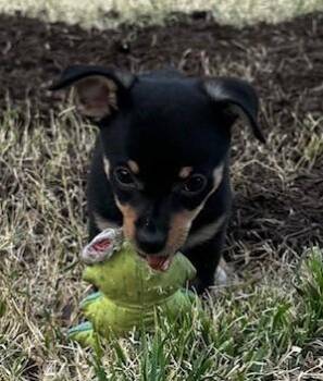 Terrier and Yorkshire Terrier Dogs Available for Adoption - MIDGE | PetCurious