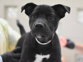 Jackson -  Pit Bull Terrier Dog for Adoption in Portland, Oregon - Jackson | PetCurious