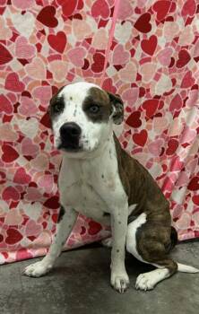 Staffordshire Bull Terrier and Mixed Breed Dogs Available for Adoption - GEORGE | PetCurious