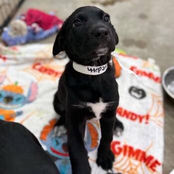 Meredith -  Black Labrador Retriever Dog for Adoption in Birmingham, Alabama - Meredith | PetCurious