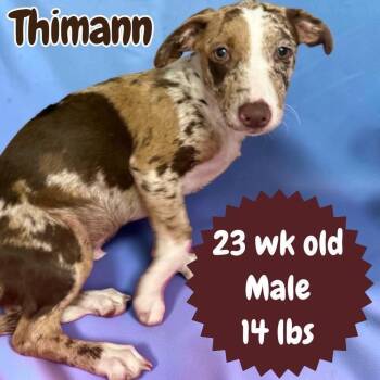 Thimann -  Cattle Dog and Hound Dog for Adoption in Ringwood, New Jersey - Thimann | PetCurious