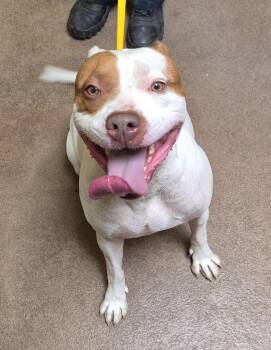 Khan -  Pit Bull Terrier Dog for Adoption in Sierra Vista, Arizona - Khan | PetCurious