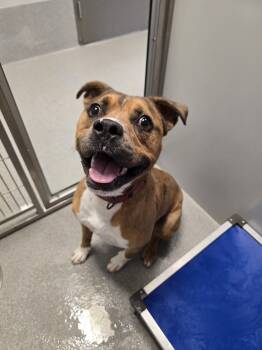 Rescue Boxer Dogs for Adoption in Wellington, Kansas - Zebra | PetCurious