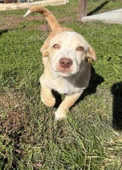 Hawaii : Hilo -  Labrador Retriever and Corgi Dog for Adoption in Aurora, Indiana - Hawaii : Hilo | PetCurious