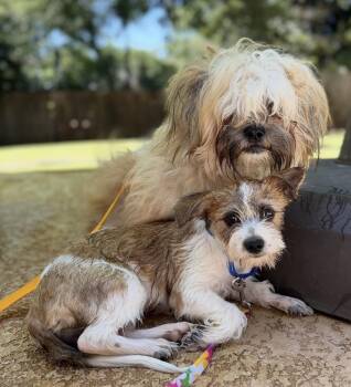 Barley (must be adopted with Rye) -  Shih Tzu Dog for Adoption in Sandy Springs, Georgia - Barley (must Be Adopted With Rye) | PetCurious