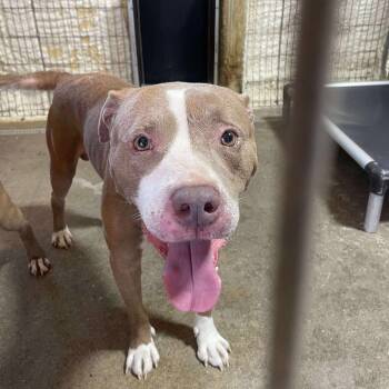 Rescue Mixed Breed Dogs for Adoption in Huntington, West Virginia - Pistachio | PetCurious