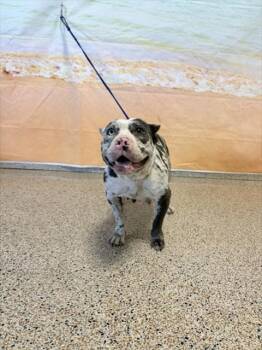 MADUSA -  French Bulldog Dog for Adoption in Doral, Florida - MADUSA | PetCurious