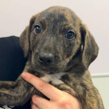 Lilypad -  Mixed Breed Dog for Adoption in Cooperstown, New York - Lilypad | PetCurious