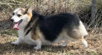 Corgi Dogs Available for Adoption - Bubbles | PetCurious