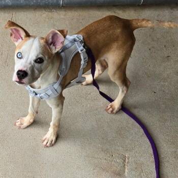 Cola -  Terrier Dog for Adoption in Birmingham, Alabama - Cola | PetCurious
