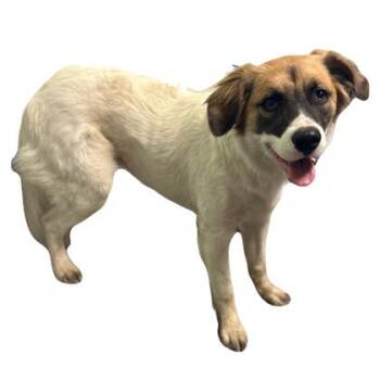 Zinnia -  Anatolian Shepherd Dog for Adoption in Red Bluff, California - Zinnia | PetCurious
