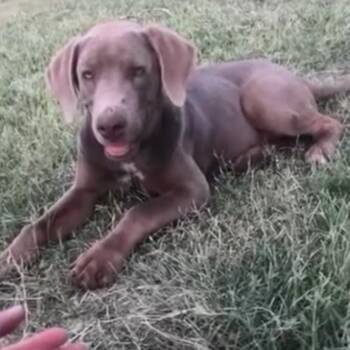 Georgia -  Weimaraner Dog for Adoption in Midland, Texas - Georgia | PetCurious