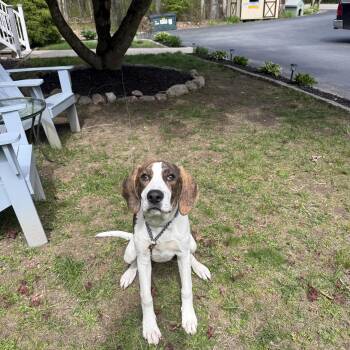 Hound Dogs Available for Adoption in Douglas, Massachusetts - Tobey | PetCurious