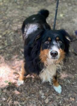 Trooper -  Australian Shepherd Dog for Adoption in East Haddam, Connecticut - Trooper | PetCurious