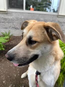 Jessica - Sponsored by River, Ben & Danny -  German Shepherd Dog and Labrador Retriever Dog for Adoption in Newberg, Oregon - Jessica - Sponsored By River, Ben & Danny | PetCurious